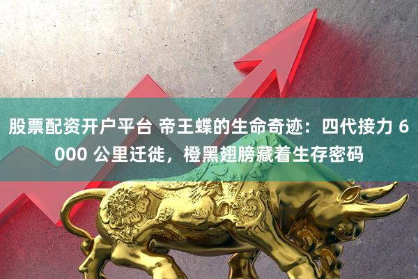 股票配资开户平台 帝王蝶的生命奇迹:四代接力 6000 公里迁徙,橙黑翅膀藏着生存密码